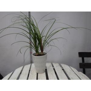 観葉植物：ノリナ トックリラン*ポニーテール 受皿付 現品 : 遊恵盆栽