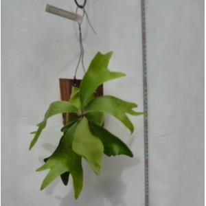 コウモリラン（ビカクシダ）板付きネザーランド ミニ お買い得 誕生日 風水 観葉植物 ギフト 鉢植 インテリア 雑貨 癒し グリーン