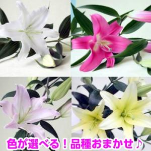 【品種おまかせオリエンタルユリ３〜４輪】5本☆ホワイト系・ダークピンク系・ライトピンク系・イエロー系・おまかせミックス（2〜3種） から選べる♪