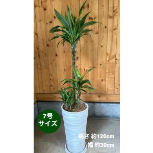 フィロデンドロン・クッカバラ ライム 8号鉢 観葉植物 鉢植え