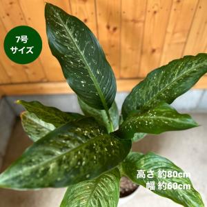 小倉園 オリーブ・ハーディーズマンモス 8号鉢 オリーブの木 鉢植え