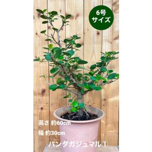 メキシコソテツ ザミア・プミラ 7号鉢 観葉植物 鉢植え インテリア