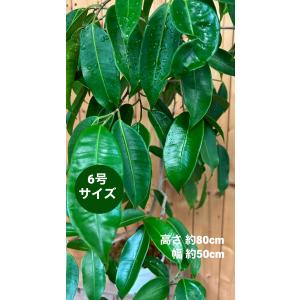 マルチネスピニョン松 7号鉢 観葉植物 鉢植え グリーン オリジナル 激