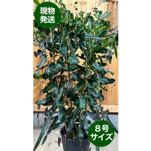 マルチネスピニョン松 7号鉢 観葉植物 鉢植え グリーン オリジナル 激