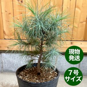 マルチネスピニョン松 7号鉢 観葉植物 鉢植え グリーン