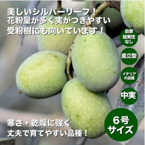 小倉園 オリーブ・オヒブランカ(現行種) 10号鉢 オリーブの木 鉢植え