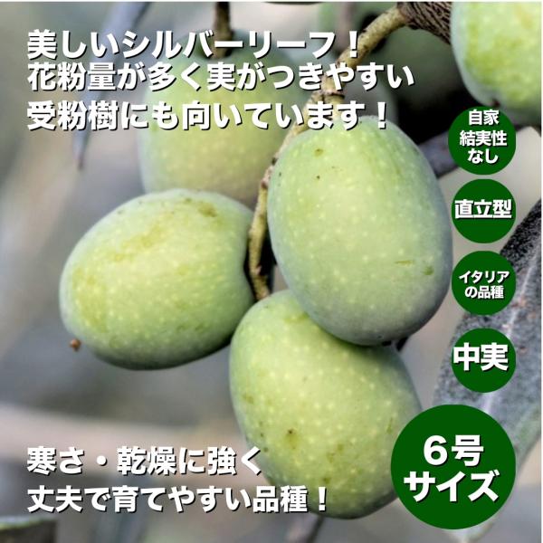 小倉園　オリーブ・モライオロ　6号鉢　オリーブの木　鉢植え　庭木　希少　現品発送　シンボルツリー　レ...