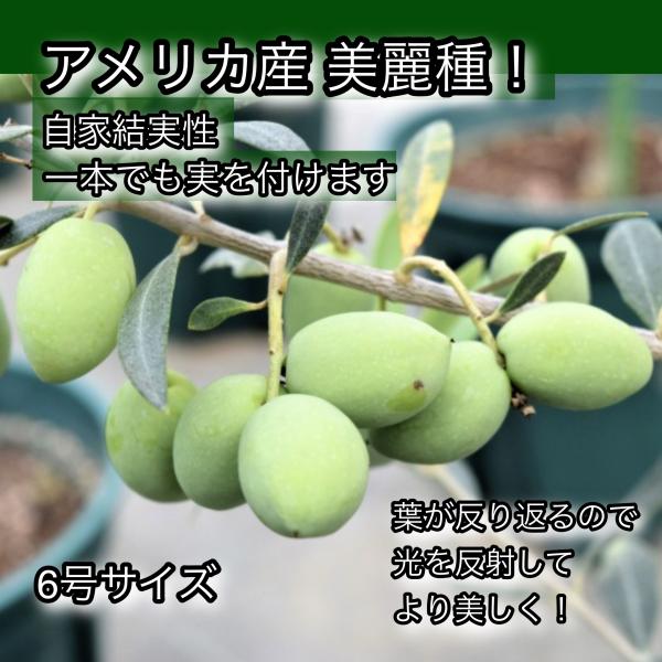 小倉園　オリーブ・セントキャサリン　6号鉢　オリーブの木　鉢植え　庭木　希少　現品発送　シンボルツリ...