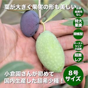 小倉園 オリーブ・I-77(アイ・セブン・セブン) 8号鉢 オリーブの木