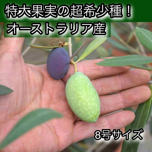 小倉園　オリーブ・ジャンボカラマタ　8号鉢　オリーブの木　鉢植え　庭木　超希少　現品発送　シンボルツ...