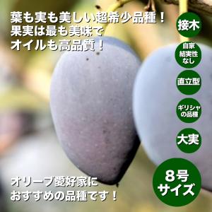 小倉園　オリーブ・カラマタ 接木　8号鉢　オリーブの木　鉢植え　庭木　超希少　現品発送　シンボルツリー　激レア　高級オリーブオイル　最上級