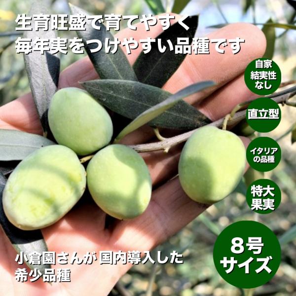 小倉園　オリーブ・アスコラナ テネラ　8号鉢　オリーブの木　鉢植え　庭木　希少　現品発送　シンボルツ...