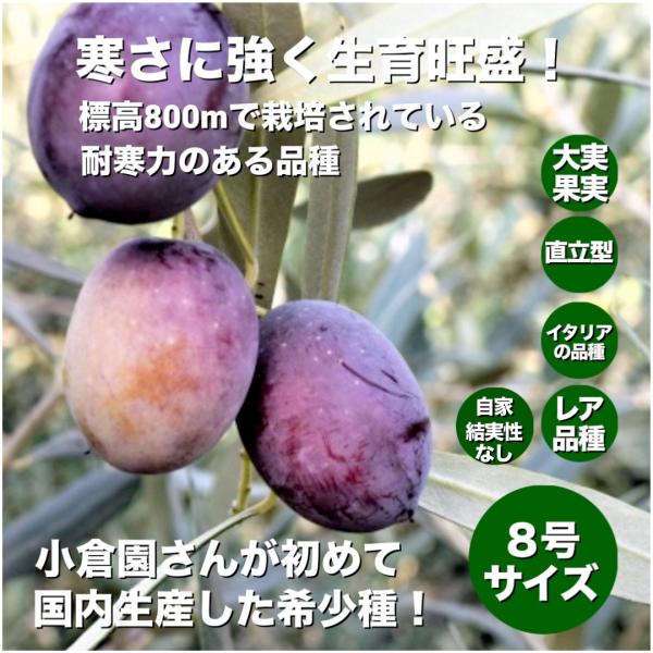 小倉園　オリーブ・カロレア　8号鉢　オリーブの木　鉢植え　人気　庭木　希少　現品発送　シンボルツリー...