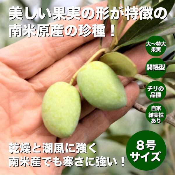 小倉園　オリーブ・アザパ　8号鉢　オリーブの木　鉢植え　庭木　希少　現品発送　シンボルツリー　レア　...