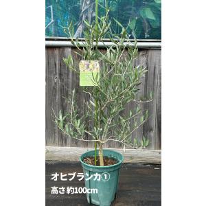 小倉園 オリーブ・オヒブランカ(現行種) 8号...の詳細画像3