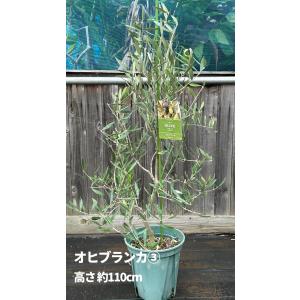 小倉園 オリーブ・オヒブランカ(現行種) 8号...の詳細画像5
