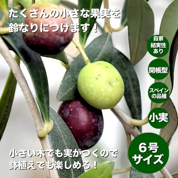 小倉園　オリーブ・アルベキーナ　6号鉢　オリーブの木　鉢植え　庭木　希少　現品発送　シンボルツリー　...