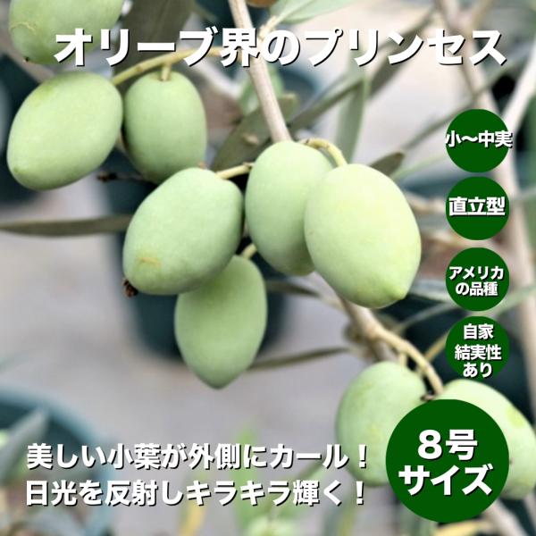 小倉園　オリーブ・セントキャサリン　8号鉢　オリーブの木　鉢植え　庭木　希少　現品発送　シンボルツリ...
