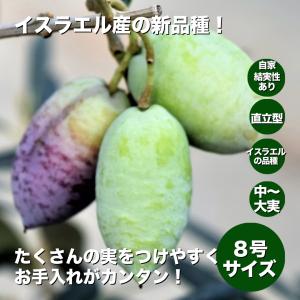 小倉園 オリーブ・I-77(アイ・セブン・セブン) 8号鉢 オリーブの木