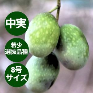 小倉園 オリーブ・フラントイオ アポロ 8号鉢 ...の商品画像