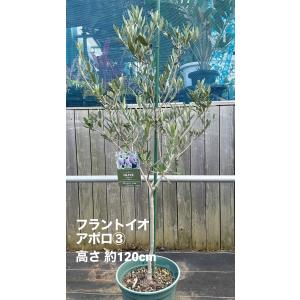 小倉園 オリーブ・フラントイオ アポロ 8号鉢...の詳細画像3