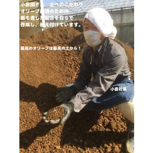 小倉園 オリーブ・フラントイオ アポロ 8号鉢...の詳細画像5