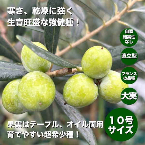 小倉園　オリーブ・ブテイヤン　10号鉢　オリーブの木　鉢植え　庭木　超希少　現品発送　シンボルツリー...