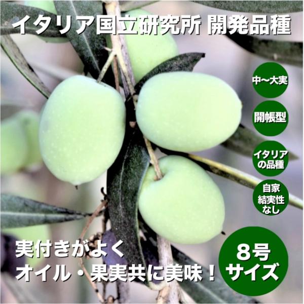 小倉園　オリーブ・I-77(アイ・セブン・セブン)　8号鉢　オリーブの木　鉢植え　庭木　希少　現品発...