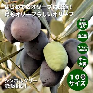 小倉園 オリーブ・ジャンボカラマタ 8号鉢 オリーブの木 鉢植え 庭木
