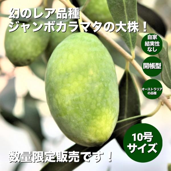 小倉園　オリーブ・ジャンボカラマタ　10号鉢　オリーブの木　鉢植え　庭木　超希少　現品発送　シンボル...