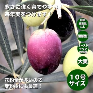 小倉園 オリーブ・アスコラナ テネラ 8号鉢 オリーブの木 鉢植え 庭木