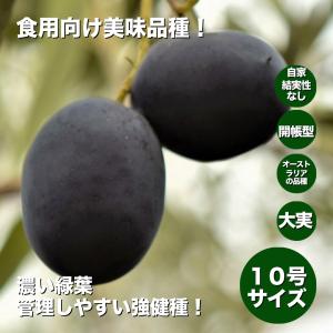 小倉園 オリーブ・UC13A6 カリフォルニアクイーン 8号鉢 オリーブの木