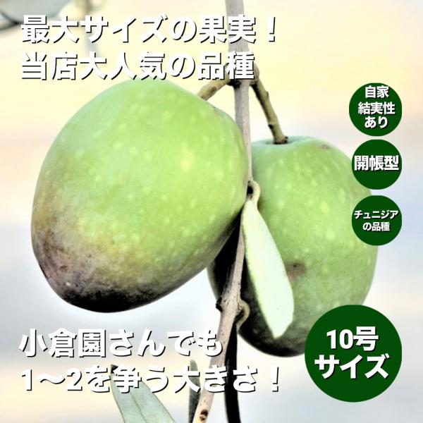 小倉園　オリーブ・バロウニ　10号鉢　オリーブの木　鉢植え　庭木　希少　現品発送　シンボルツリー　レ...