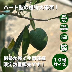 小倉園 オリーブ・サンタゴスティーノ 10号鉢 ...の商品画像