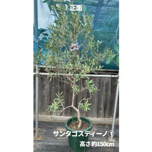 小倉園 オリーブ・サンタゴスティーノ 10号鉢...の詳細画像3