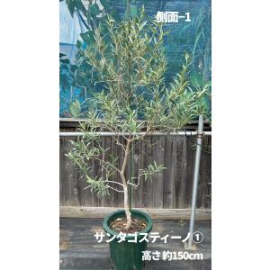 小倉園 オリーブ・サンタゴスティーノ 10号鉢...の詳細画像4