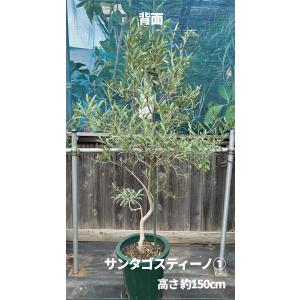 小倉園 オリーブ・サンタゴスティーノ 10号鉢...の詳細画像5