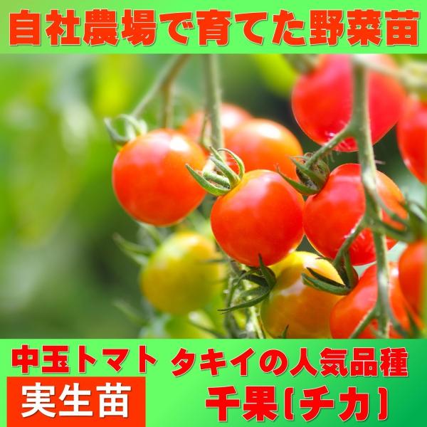 トマト　小玉　千果　9ｃｍポット　実生苗