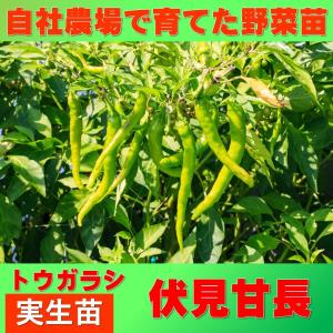 トウガラシ　伏見甘長　9ｃｍポット　実生苗｜greenlifecom