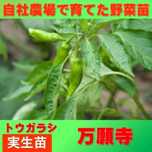 トウガラシ　万願寺　9ｃｍポット　実生苗｜greenlifecom