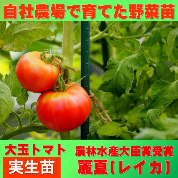 トマト　大玉　麗夏　9ｃｍポット　実生苗
