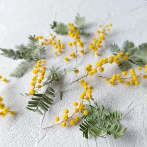 ドライフラワー 国産 ミモザ 花と葉 小分けセ...の詳細画像2