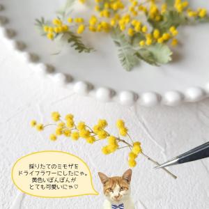 ドライフラワー 国産 ミモザ 花と葉 小分けセ...の詳細画像3