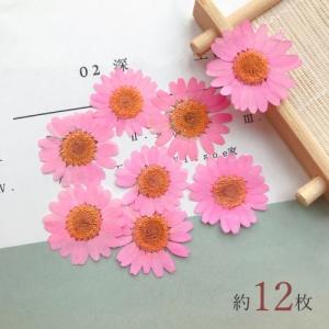 押し花 ノースポール 花 はな フラワー ドライ...の商品画像