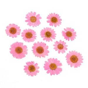 押し花 ノースポール 花 はな フラワー ドラ...の詳細画像1