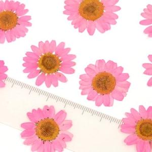押し花 ノースポール 花 はな フラワー ドラ...の詳細画像3