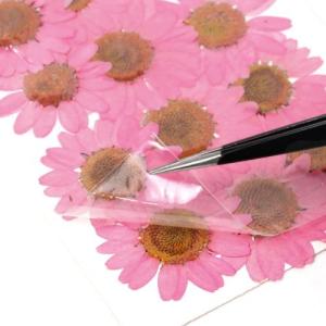 押し花 ノースポール 花 はな フラワー ドラ...の詳細画像4