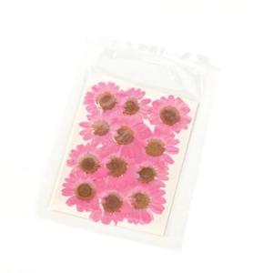 押し花 ノースポール 花 はな フラワー ドラ...の詳細画像5