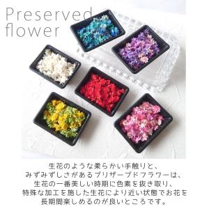 訳ありアウトレット ドライフラワー スターフラ...の詳細画像1