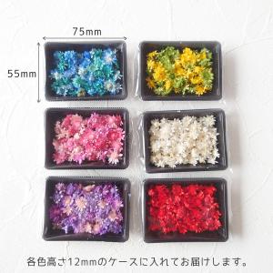 訳ありアウトレット ドライフラワー スターフラ...の詳細画像4